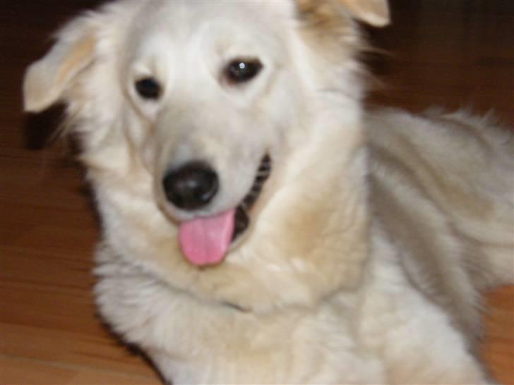 Blanding af racer Nordhusets Gina billede 11