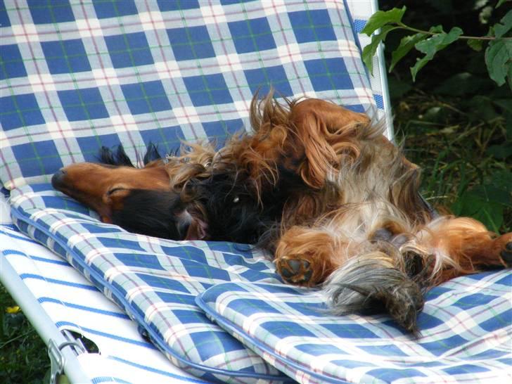 Gravhund Sundsdals Geo billede 2