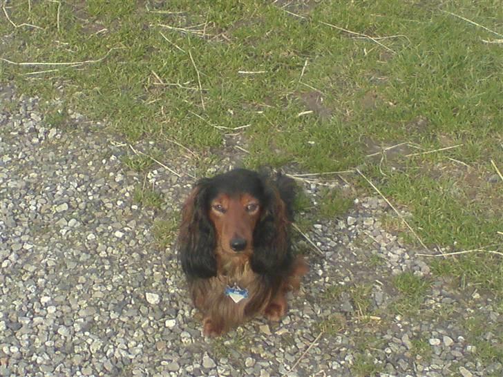 Gravhund Sundsdals Geo billede 4