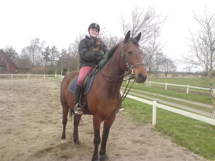 Gravhund Sundsdals Geo billede 5