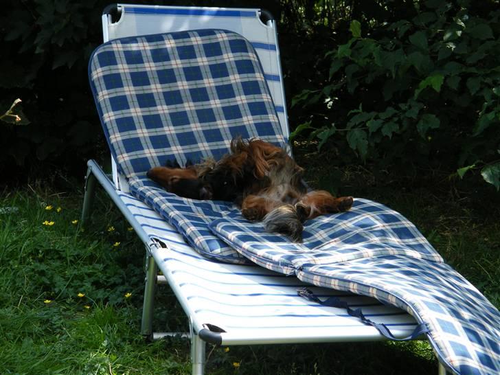 Gravhund Sundsdals Geo billede 6