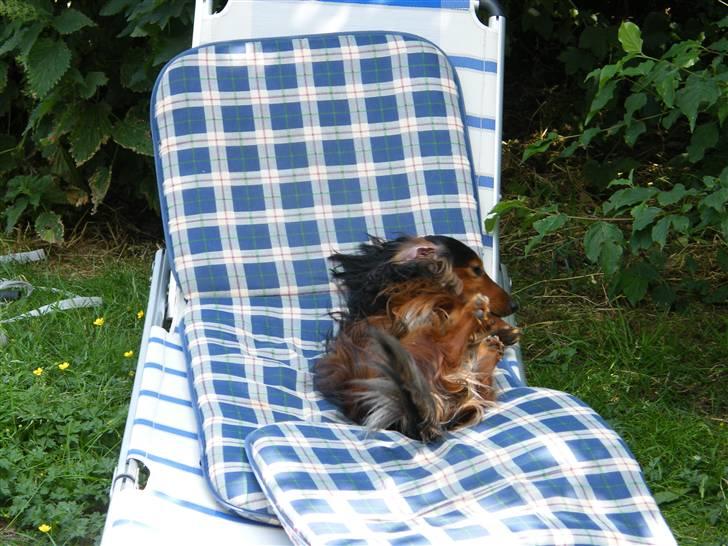 Gravhund Sundsdals Geo billede 10