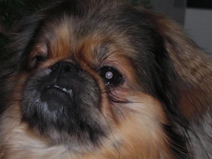 Pekingeser Overbøffen Pingeling  - smuuuuuuuuuuukke pingeling --- mors skat billede 12