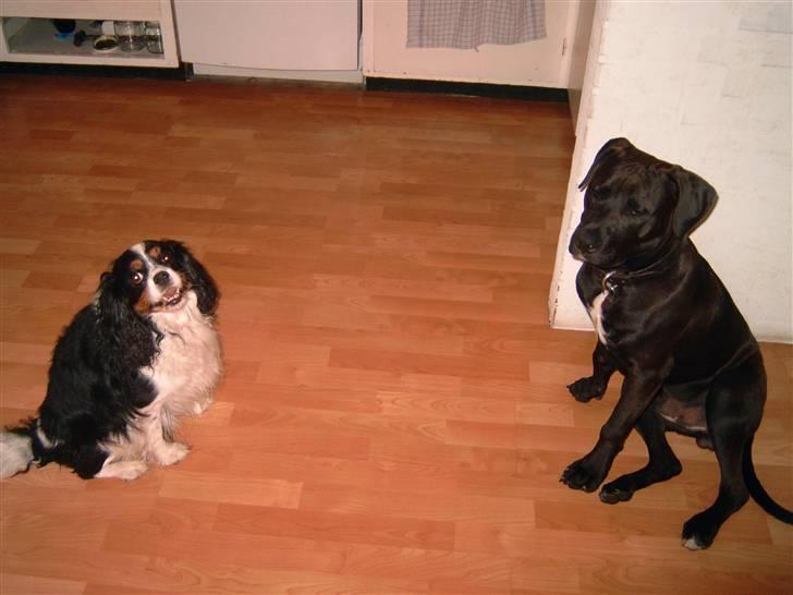 Amerikansk staffordshire terrier anton - mig og  min  bedste ven mickey som desværre døde i juni billede 5