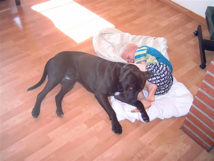 Amerikansk staffordshire terrier anton - jeg passer altså på min goe ven mikkel billede 6