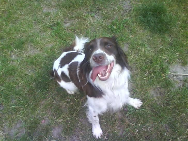 Engelsk springer spaniel Lucky<3 billede 8