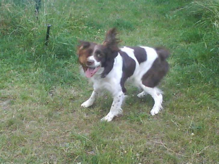 Engelsk springer spaniel Lucky<3 billede 9