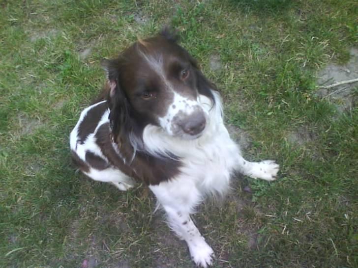 Engelsk springer spaniel Lucky<3 billede 10