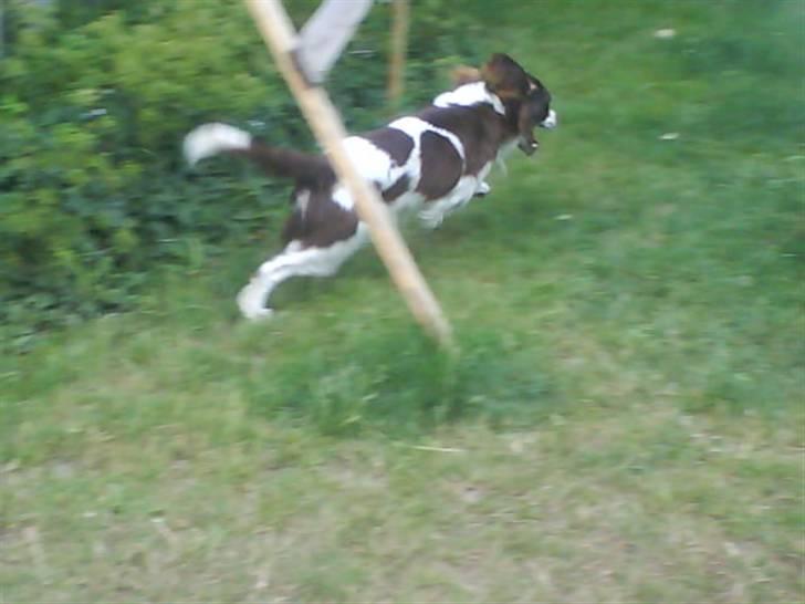 Engelsk springer spaniel Lucky<3 billede 11