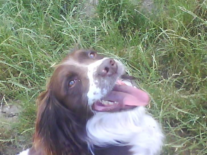 Engelsk springer spaniel Lucky<3 billede 12