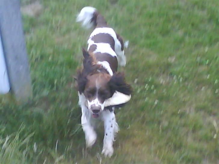 Engelsk springer spaniel Lucky<3 billede 13