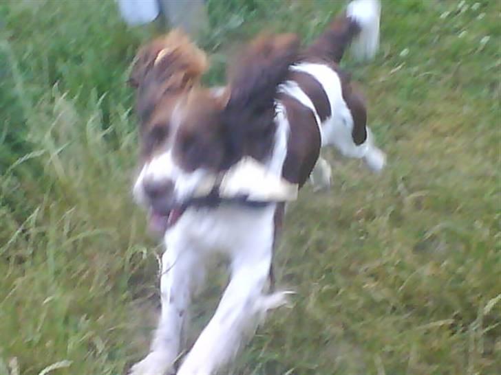 Engelsk springer spaniel Lucky<3 billede 14