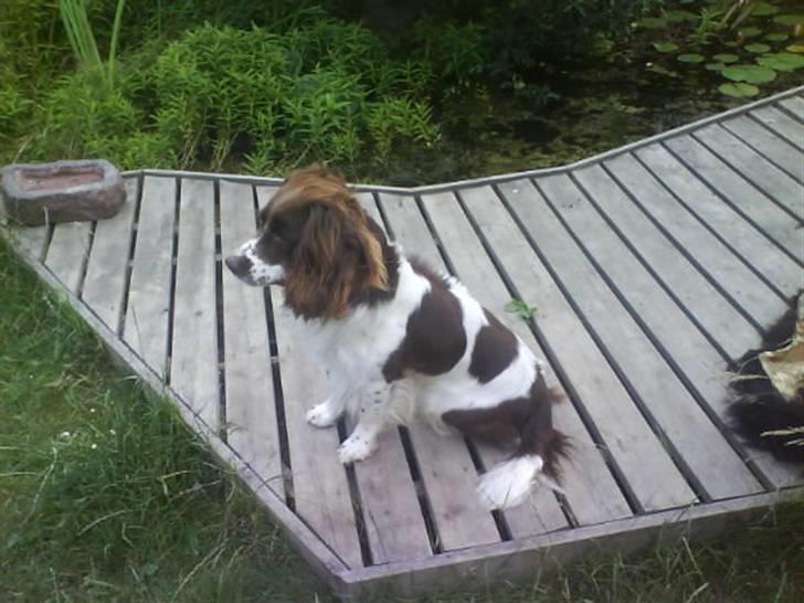 Engelsk springer spaniel Lucky<3 billede 15