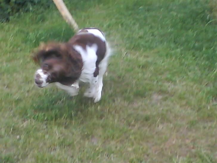 Engelsk springer spaniel Lucky<3 billede 16
