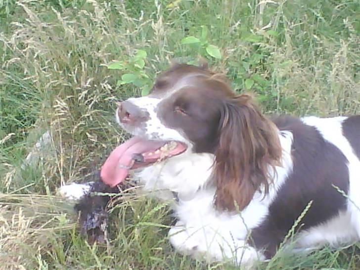 Engelsk springer spaniel Lucky<3 billede 17