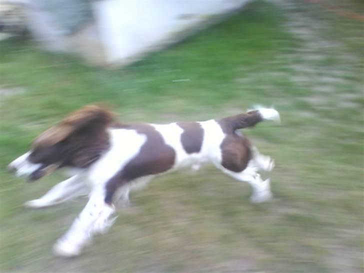 Engelsk springer spaniel Lucky<3 billede 18