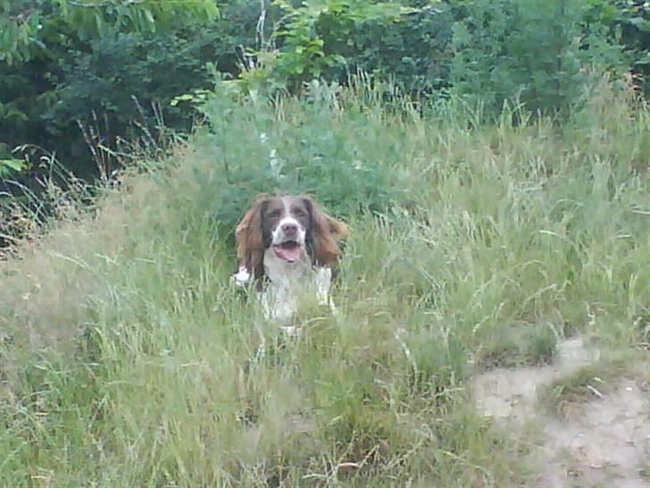 Engelsk springer spaniel Lucky<3 billede 19
