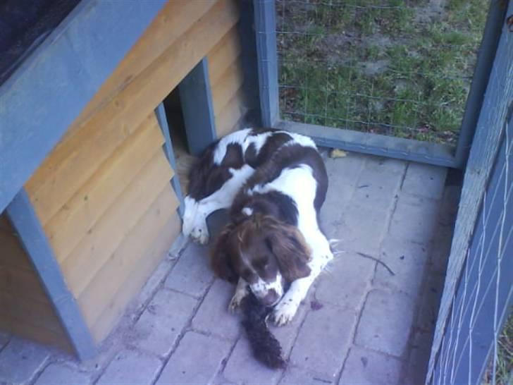 Engelsk springer spaniel Lucky<3 billede 20
