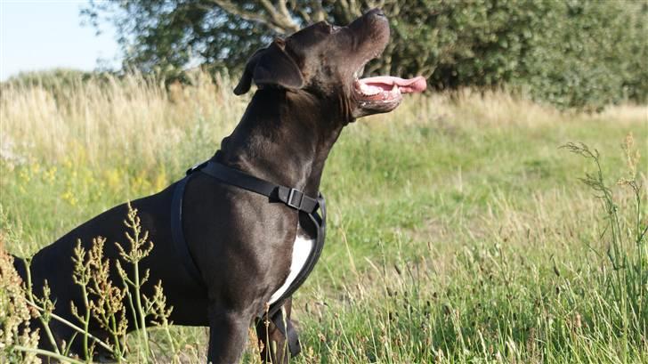 Amerikansk staffordshire terrier R.I.P Rex 18/7.07-16/9.09 billede 3