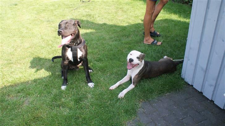 Amerikansk staffordshire terrier R.I.P Rex 18/7.07-16/9.09 - Rex & Balto :) billede 4