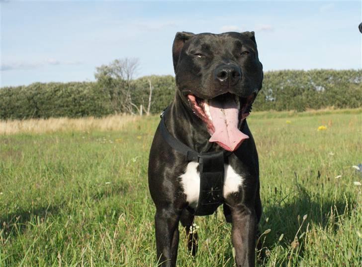 Amerikansk staffordshire terrier R.I.P Rex 18/7.07-16/9.09 - En dejlig tur oppe i milli :) billede 5