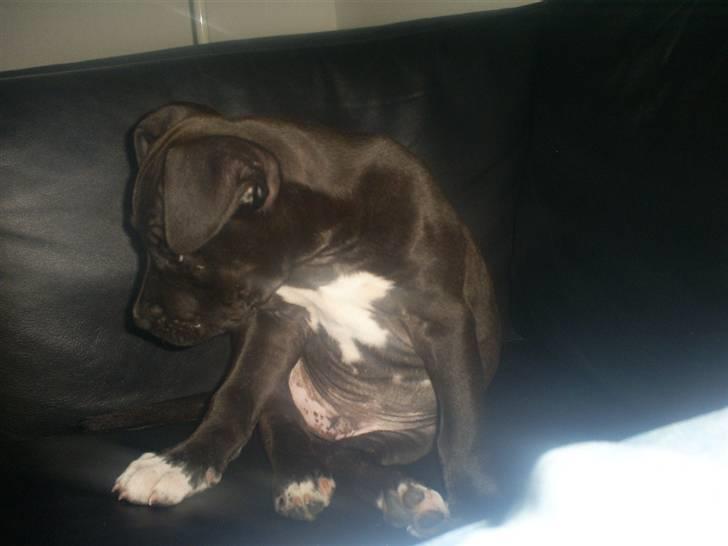 Amerikansk staffordshire terrier R.I.P Rex 18/7.07-16/9.09 - Ca. 8 uger billede 6
