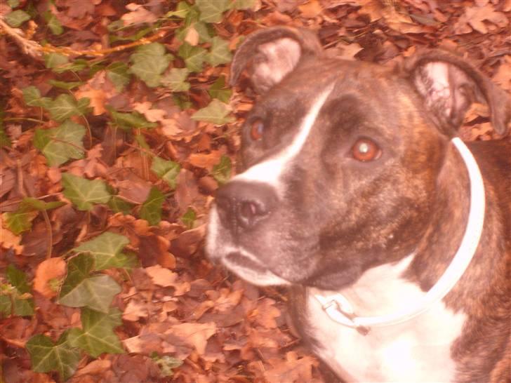 Amerikansk staffordshire terrier carla billede 14