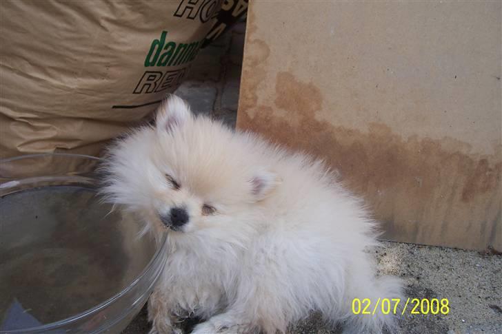 Pomeranian  pippo <3 billede 10