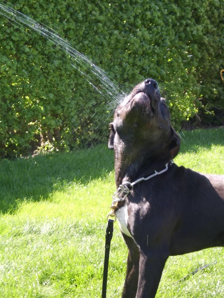 Amerikansk staffordshire terrier R.I.P Rex 18/7.07-16/9.09 billede 7