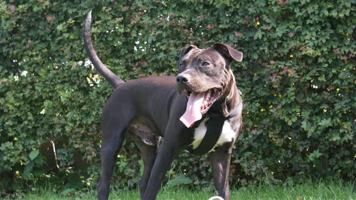Amerikansk staffordshire terrier R.I.P Rex 18/7.07-16/9.09 billede 8