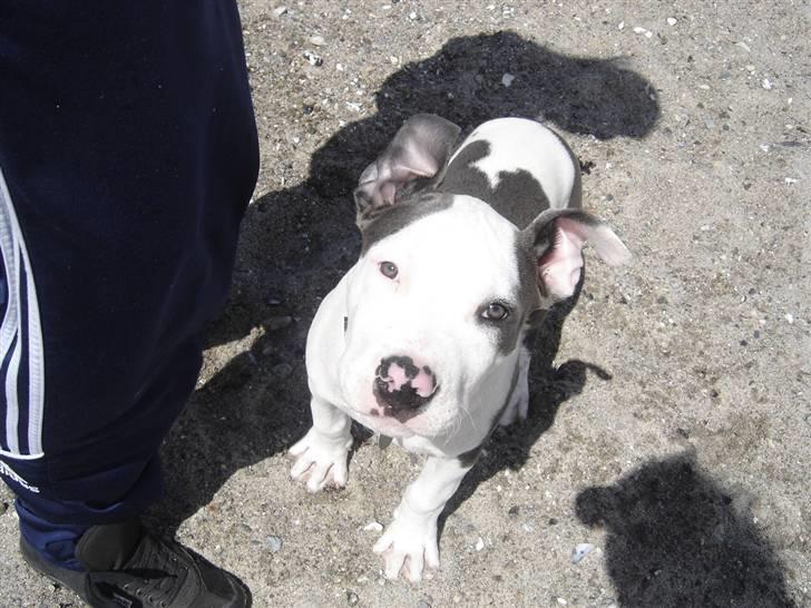 Amerikansk staffordshire terrier Milo - <33 billede 1