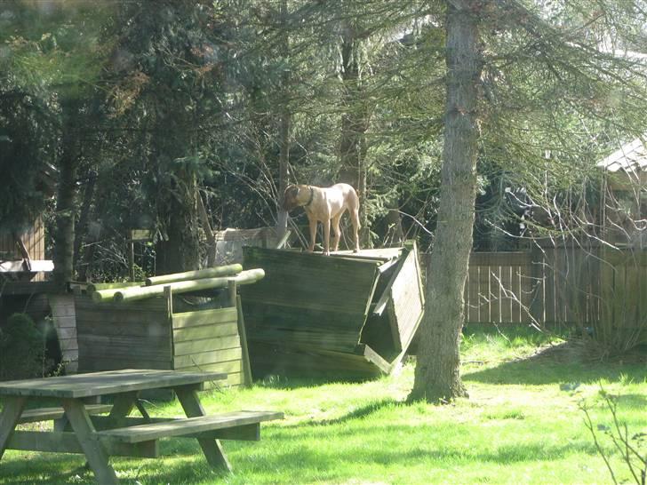 Blanding af racer Nova billede 16