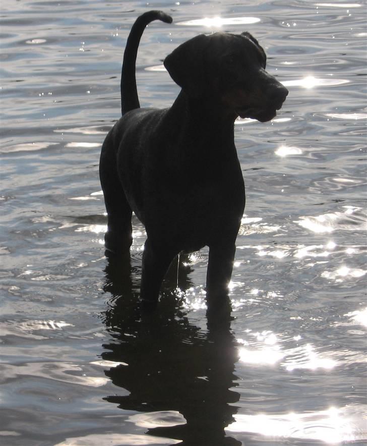 Dobermann Black Ballerina Cody billede 7