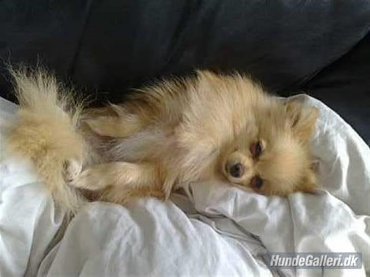 Pomeranian Gustav billede 1