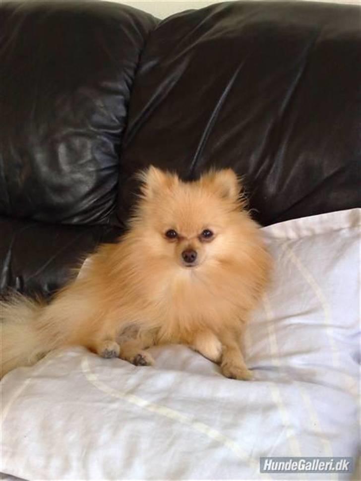 Pomeranian Gustav billede 2