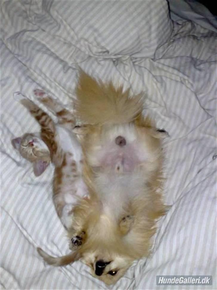 Pomeranian Gustav billede 3