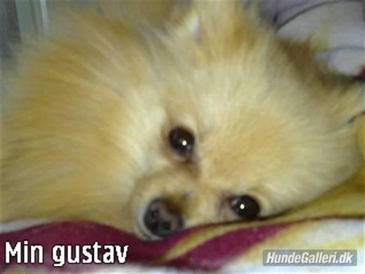 Pomeranian Gustav billede 4