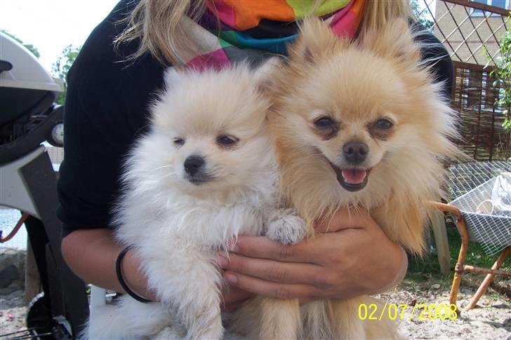 Pomeranian Gustav billede 5