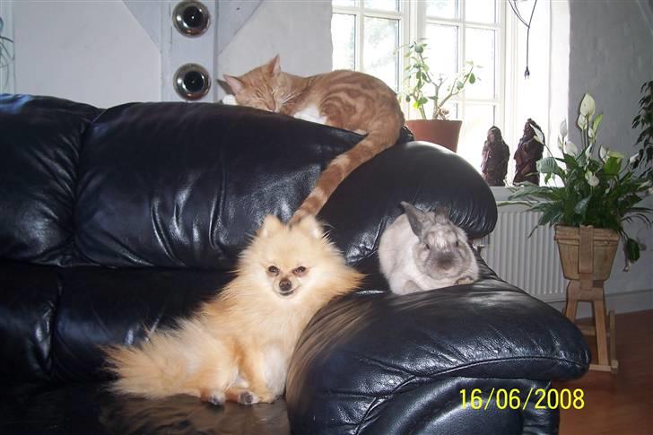 Pomeranian Gustav billede 6