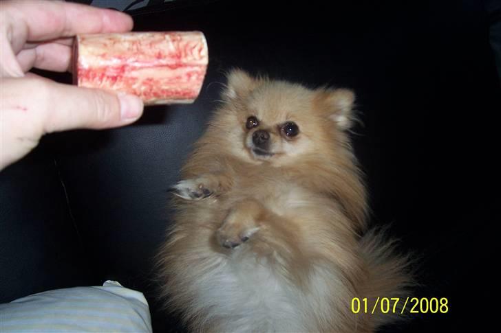 Pomeranian Gustav billede 7