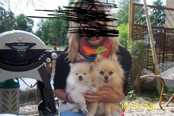 Pomeranian Gustav billede 8