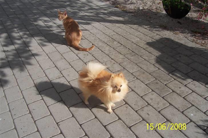 Pomeranian Gustav billede 9