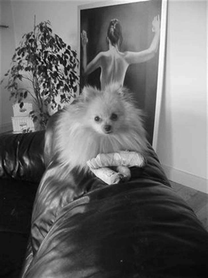 Pomeranian Gustav billede 10