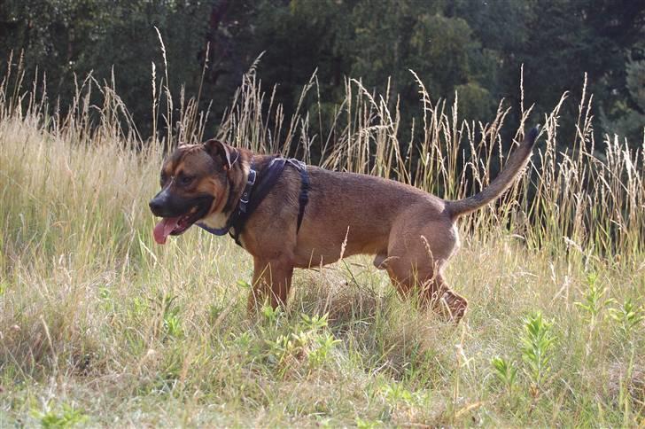 Amerikansk staffordshire terrier gizmo billede 17