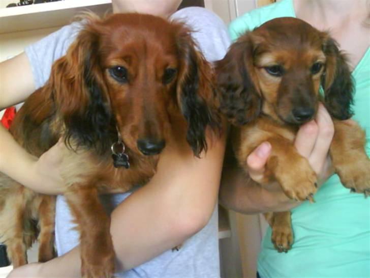 Miniature gravhund sille - her er jeg sammen med min luffe han er bare rigtig sød billede 9