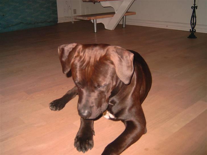 Amerikansk staffordshire terrier anton billede 7