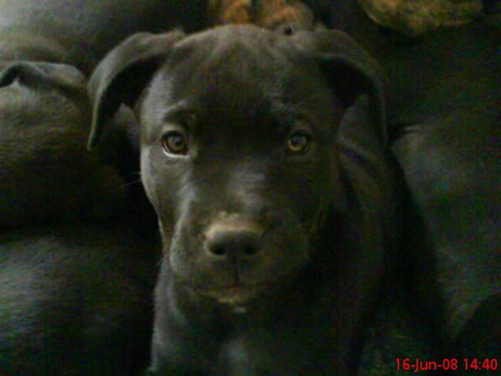 Rottweiler Jilly - Chicha Jillys hvalp billede 17