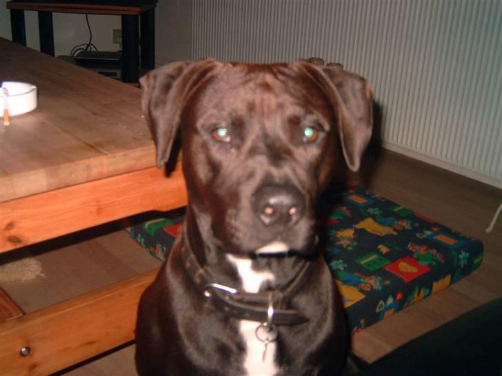 Amerikansk staffordshire terrier anton billede 8