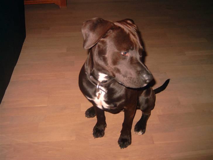 Amerikansk staffordshire terrier anton billede 9