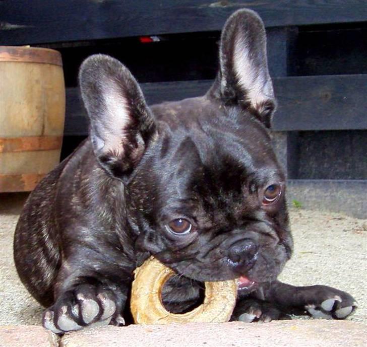 Fransk bulldog Louis - Lækkert med noget at tygge i (3 mdr.) billede 1